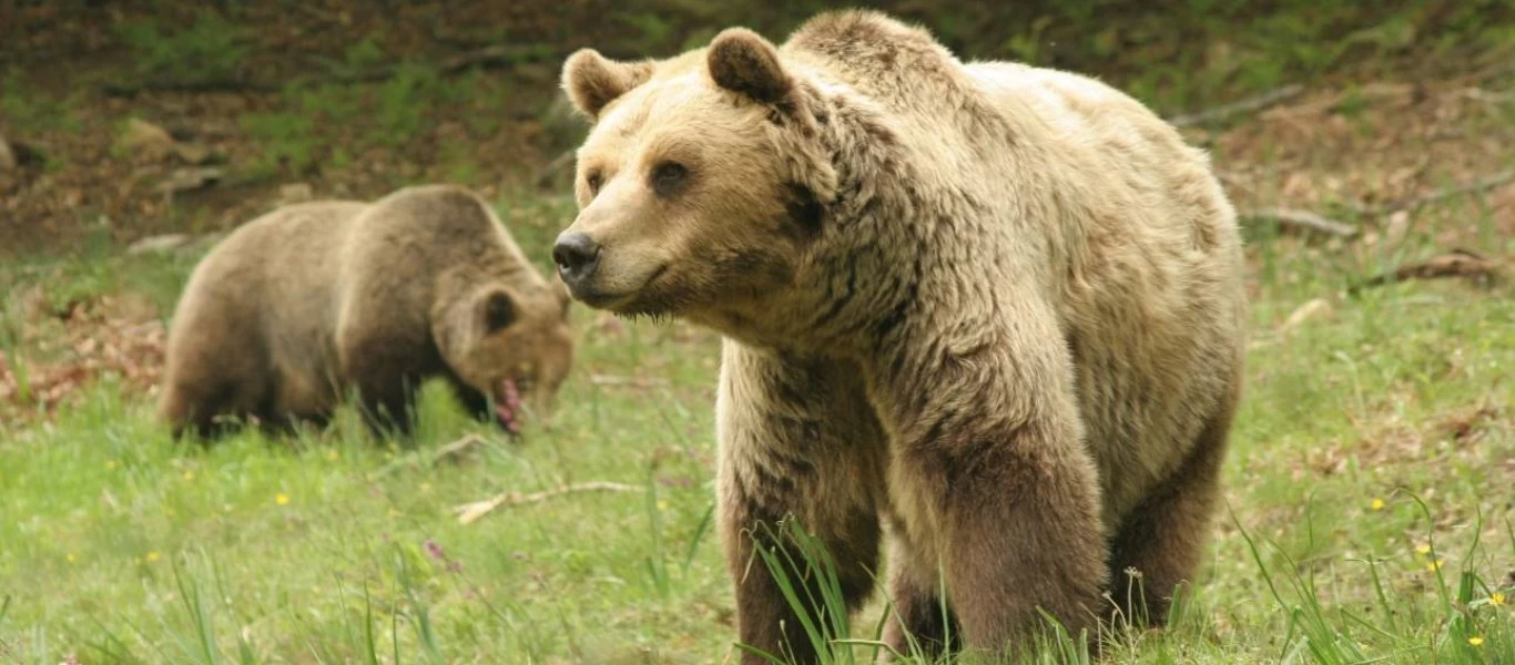 Τραγωδία σε ζωολογικό κήπο - Αρκούδες κατασπάραξαν 11χρονο αγόρι (φώτο)